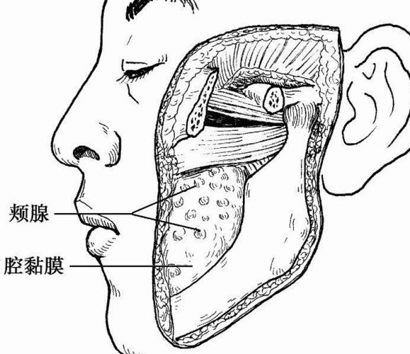 【图】小唾液腺(唇腺,颊腺,腭腺等)