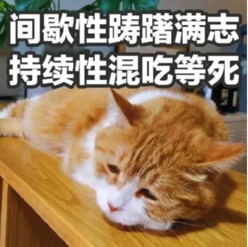 间歇性踌躇满志,持续性混吃等死表情包 - 表情图