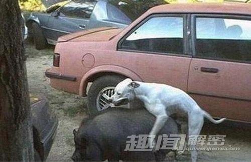 2狗的繁殖(1)交配期