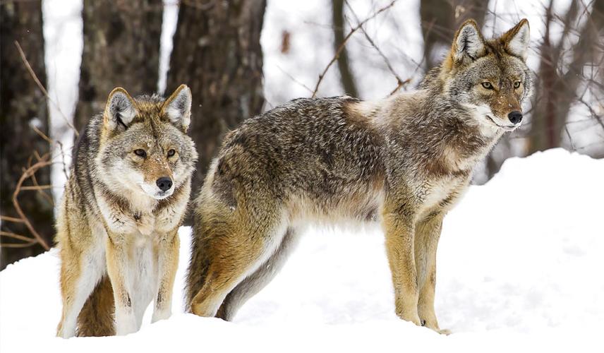 名副其实的"狡猾"郊狼