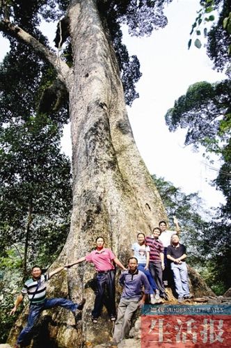 探秘龙州千年枧木王树龄2300多年组图