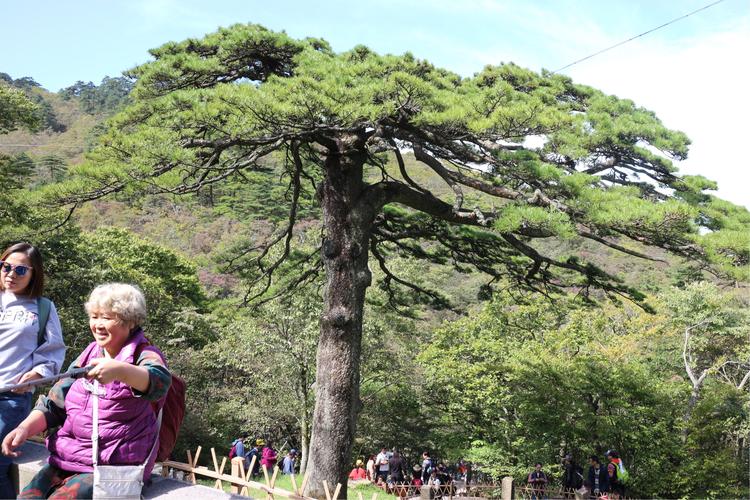 黄山的松树,黄山的石