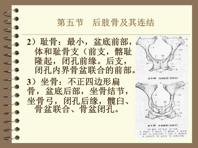 家畜解剖学后肢骨及其连接.ppt