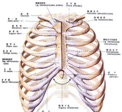 肋骨下面总是隐隐的疼千万不要大意可能是以下几种疾病影响了你