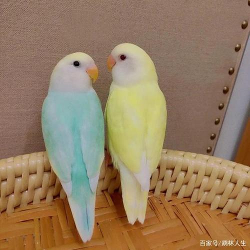 牡丹鹦鹉美图赏析