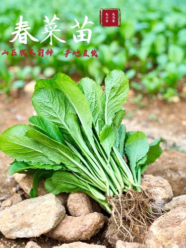 广东潮汕新鲜春菜苗小春菜新鲜蔬菜1斤装省内3斤省外6斤包邮