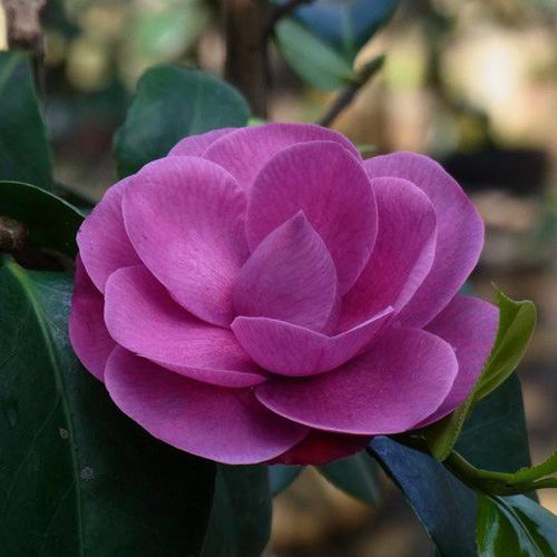 紫明珠_金华米可苗木有限公司-米可茶花,小苗,金华,四