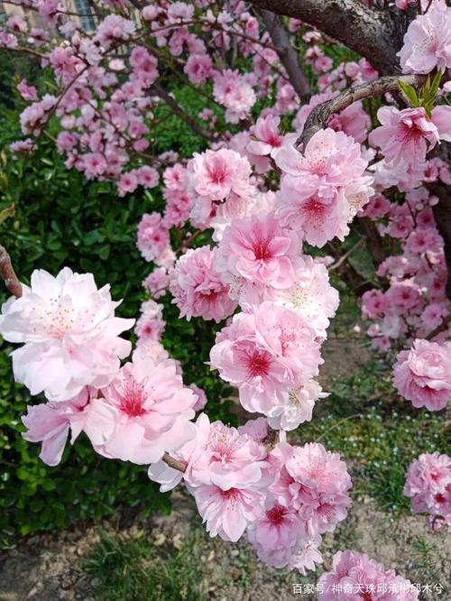 张梅英摄影春花图