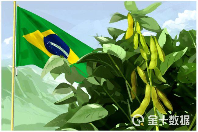 美豆销量大插水巴西大豆5月对华销量暴涨82成功抢生意