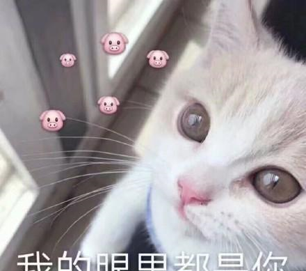 搞笑一组萌萌的猫咪表情包, 我的眼里只有你