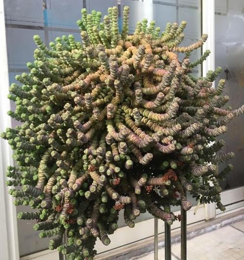 钱串子属于多肉植物,因为它的叶片密密集集,而且中间的茎杆一下把这些