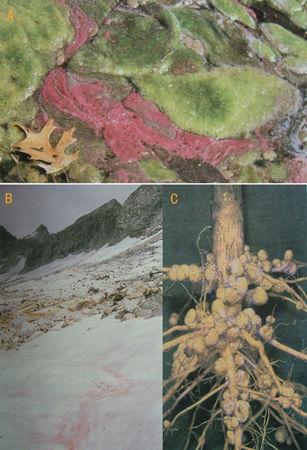 微生物microorganismmicrobe二
