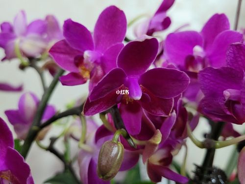 这几棵小蝴蝶兰都是有香味的_蝴蝶兰_家居家装_家居