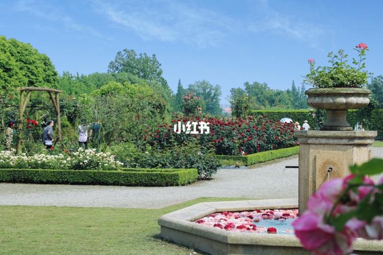 犹如一首香颂在缭绕,温江五月玫瑰园95_玫瑰园_五月