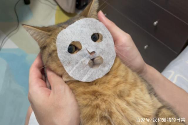 网红猫敷面膜做美容spa一脸享受的样子笑翻网友