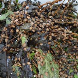 路北区九香虫_九香虫_批发供应出售