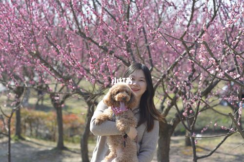 魔都带狗狗去花开海上看梅花_狗狗_花开海上生态园自由行热门攻略