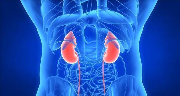 中医基础理论——肾与膀胱的病机