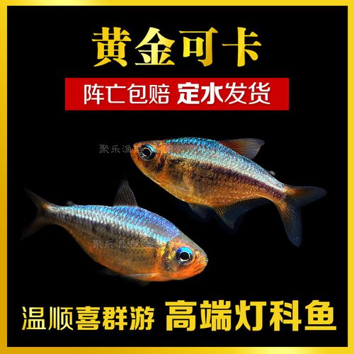 可卡灯鱼品牌排名前10位