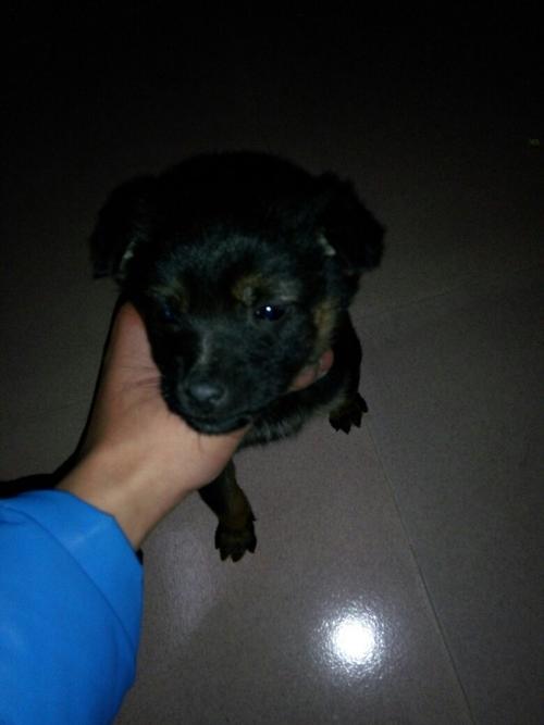 看看是不是狼狗幼犬