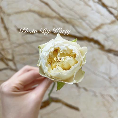 「玫瑰」 | 玉蝴蝶 |_鲜花_点缀生活的鲜花_知识_艺术