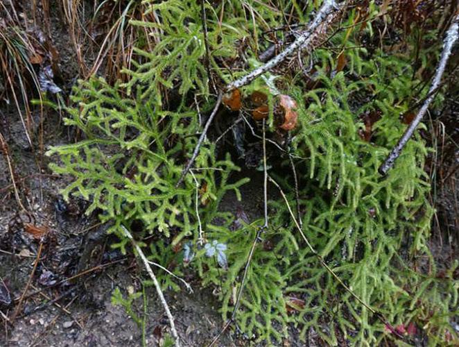 中药,就在你身边