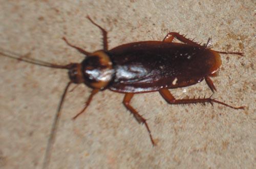 这是什么虫子?求告知