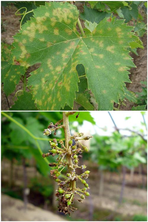 葡萄霜霉病防治方案