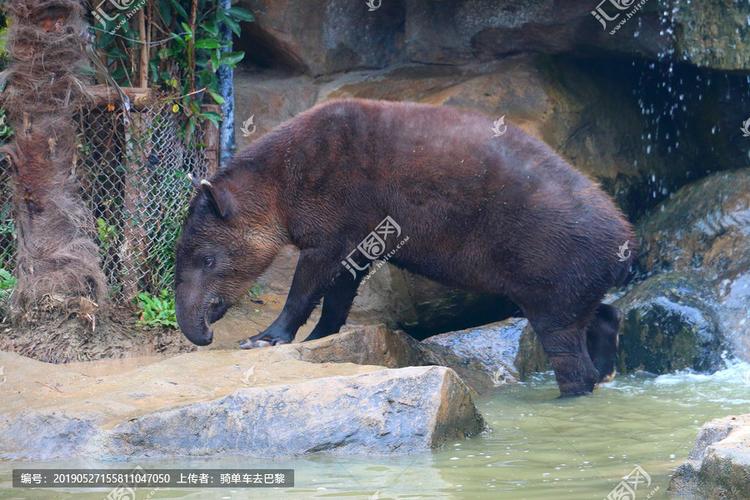[正版商业]中美貘