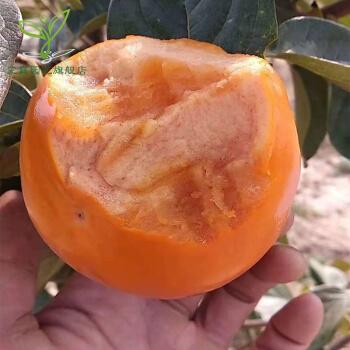 柿子树苗嫁接脆柿子苗当年结果南方北方种植果树苗 巧克力柿 4年苗