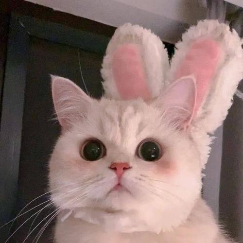 收割招财萌猫头像好运气100000000000