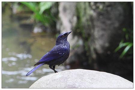 体形和八哥差不多羽毛是蓝色紫色这样是什么鸟