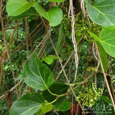 南山藤的中药材