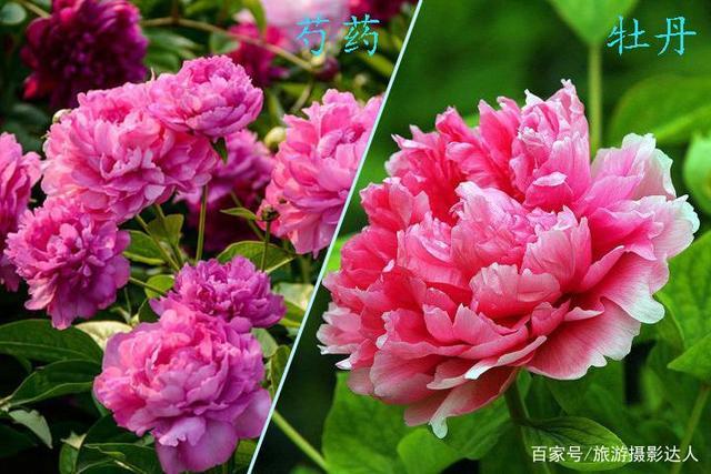 外出旅游,你是否还在拿着芍药的照片当成是牡丹花的