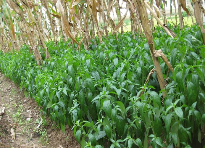  p>穿心莲属(拉丁学名: i>andrographis wall.