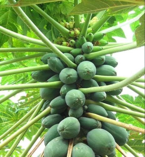 木瓜树,又洲木梨,降龙木.和香蕉,菠萝一起被称为热带三大草本果树.