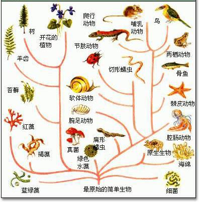 信息并作出反应的生物  因此当我们第一次接触到"进化论"这样的词汇时
