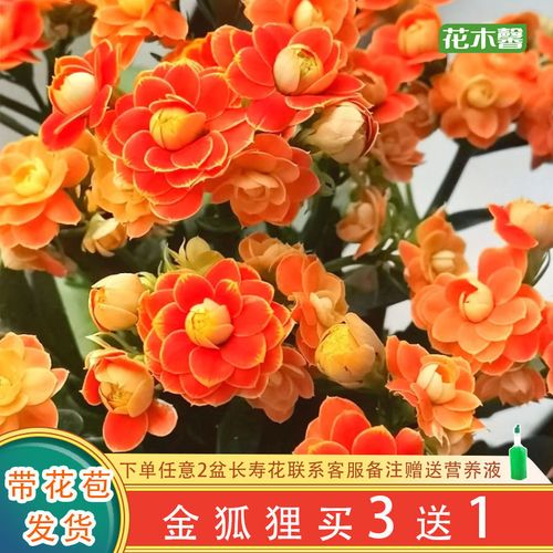 金狐狸猫眼巴黎系列变色龙长寿花重瓣宫灯好养花卉四