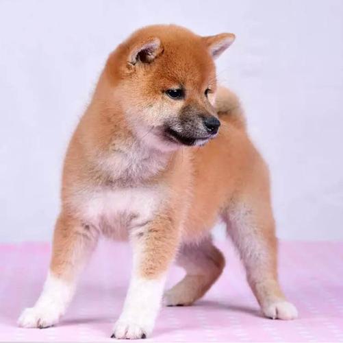 出售纯种日本柴犬活体双血统柴犬幼犬宠物狗狗家养中型犬八公犬
