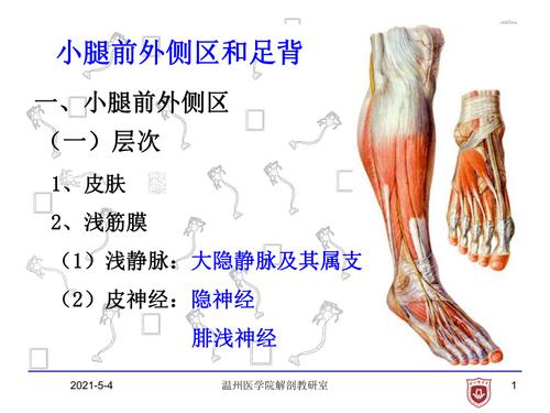 小腿前外侧区和足背