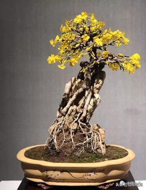 迎春花盆景欣赏