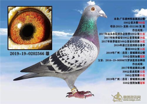 【广东一线名家罗剑星华润鸽系】作翔南粤团队-谢向炯