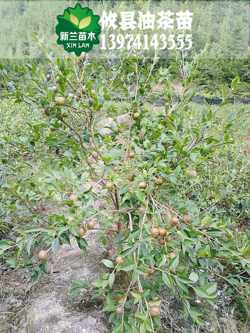 在攸县新兰油茶苗基地上,一株湘林210号油茶树苗在田梗边上