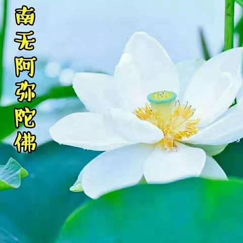 精美佛教图片,用来做微信头像功德无量!南无阿弥陀佛
