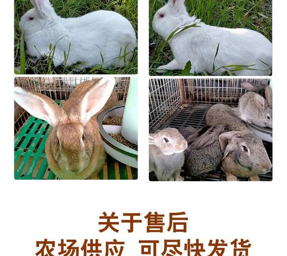 种兔养殖场出售比利时兔比利时种兔肉兔比利时兔苗