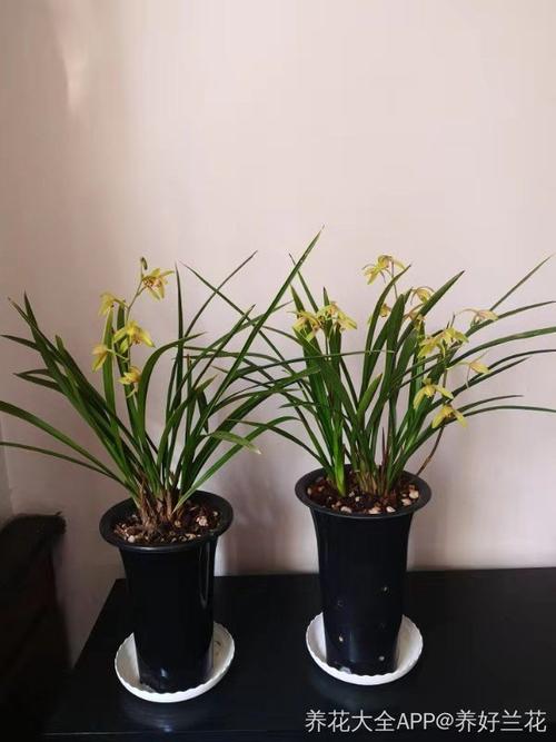 建兰花开花开富贵