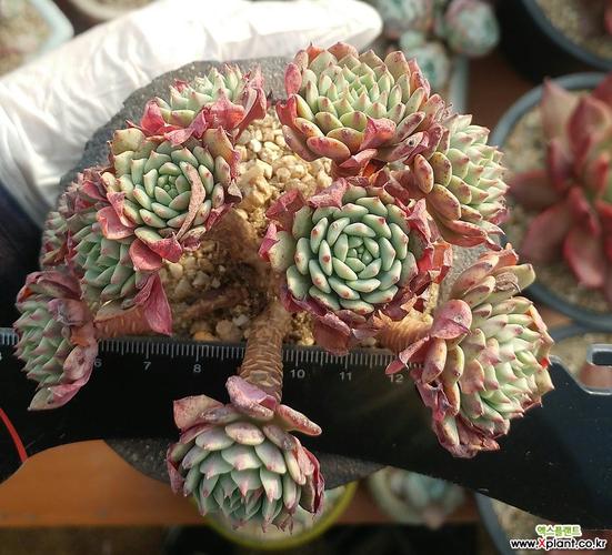 纸风车群生 多肉植物