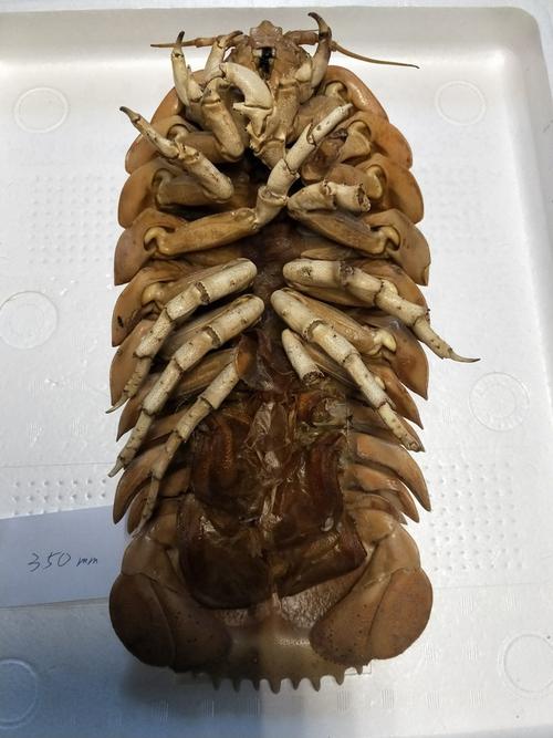 标本 大王具足虫 ダイオウグソクムシ bathynomis giganteas 350mm