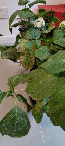 绣球是生病了吗