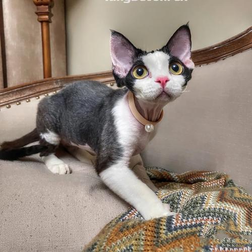 纯种纯白黑黑白色德文卷毛猫幼猫家家养幼崽猫咪
